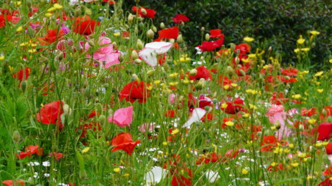 Amazing Poppy Flower Varieties to Grow Image